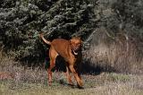 VIZSLA poil court 030